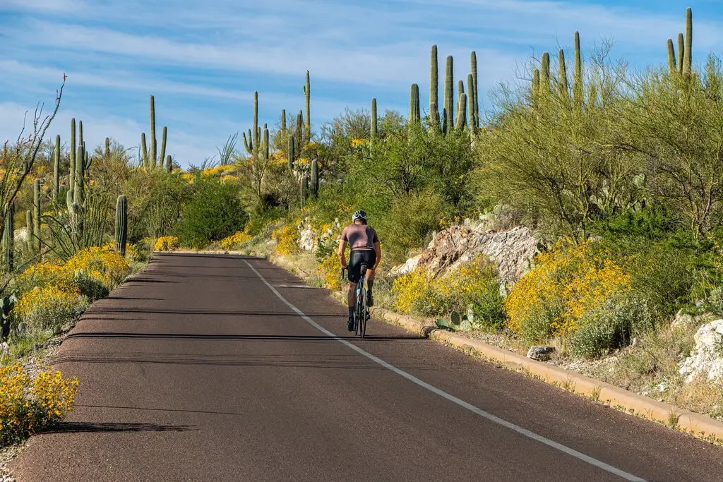 Saguaro National Park East