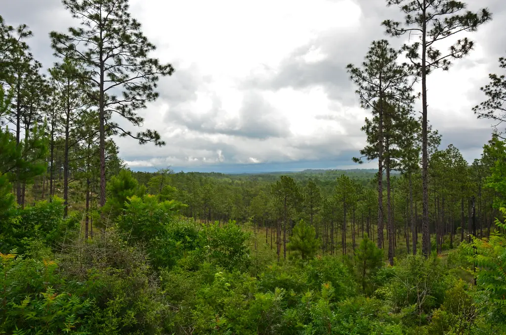Wild Azalea Trail