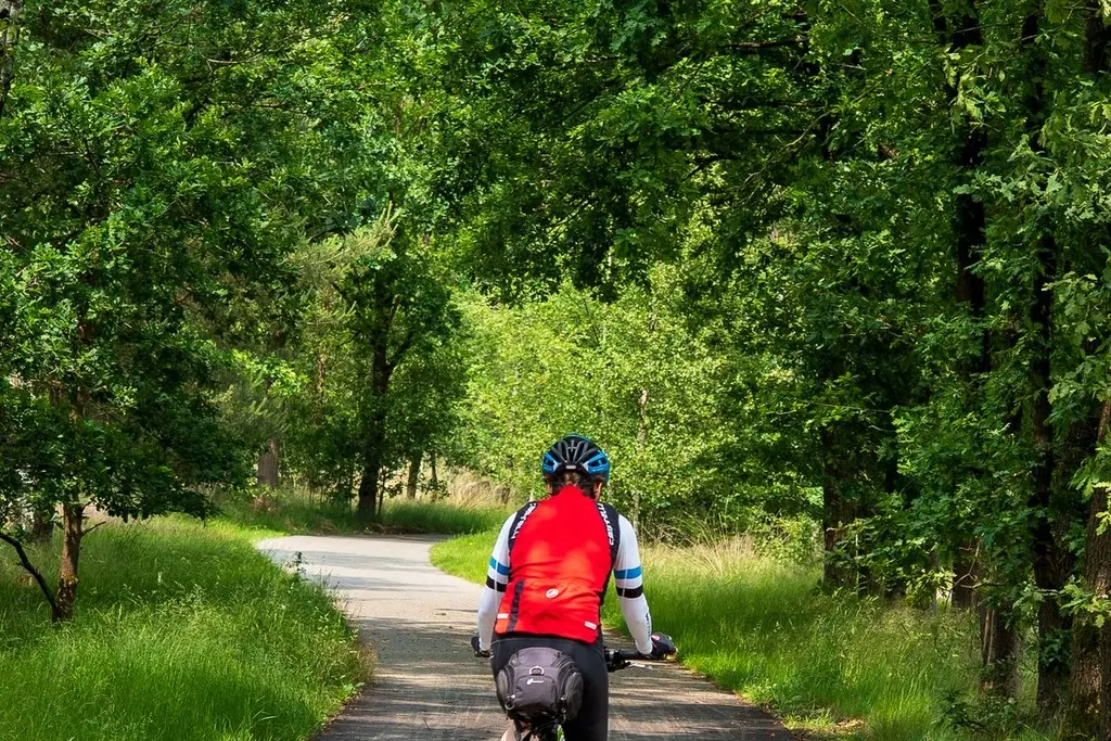 Cyclist climbing a forested mountain road in the Berkshires of western Massachusetts
