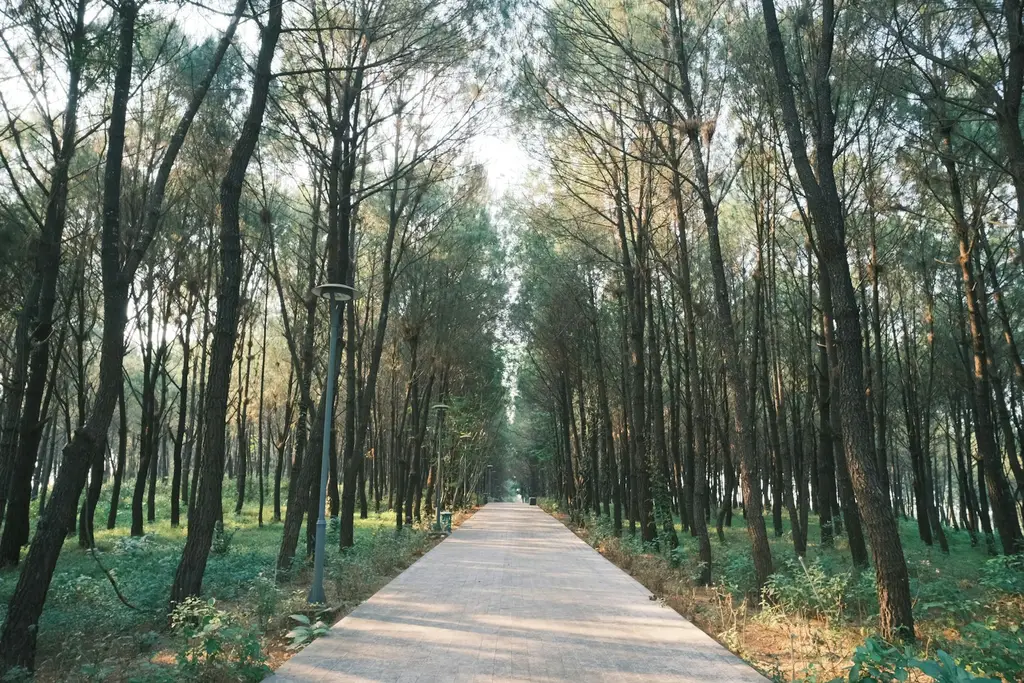 Longleaf Trace