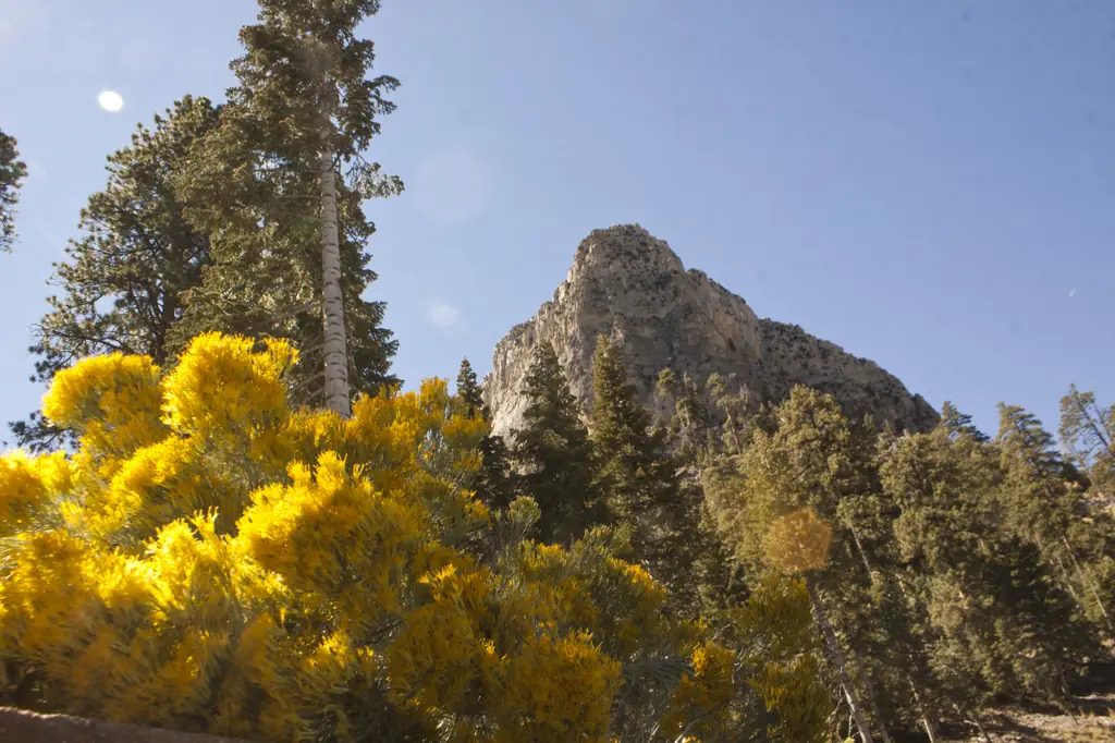 Mount Charleston Climb (Kyle Canyon)
